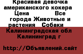 Красивая девочка американского кокера › Цена ­ 35 000 - Все города Животные и растения » Собаки   . Калининградская обл.,Калининград г.